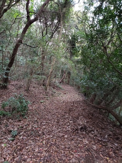 トレッキング in 大浜公園 トレッキング in 大浜公園