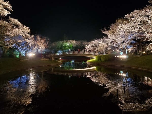 お花見 フラワーパークの夜桜 お花見 フラワーパークの夜桜