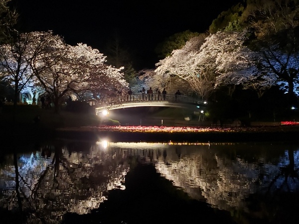 お花見 フラワーパークの夜桜 お花見 フラワーパークの夜桜