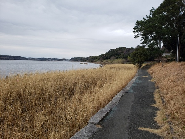 トレッキング in 佐鳴湖 トレッキング in 佐鳴湖