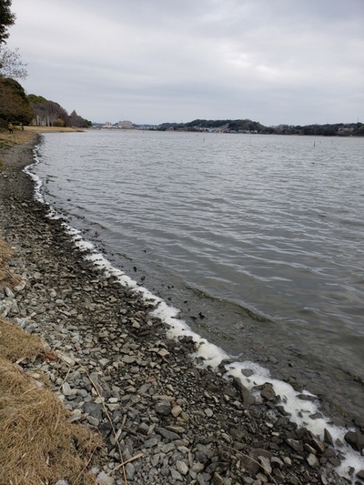 トレッキング in 佐鳴湖 トレッキング in 佐鳴湖