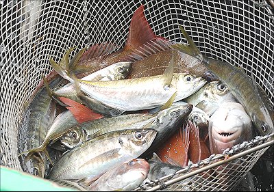 舞阪港魚曳き漁賑わいました