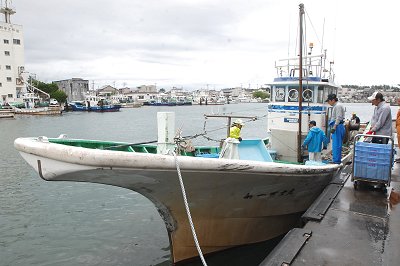 舞阪港魚曳き漁賑わいました