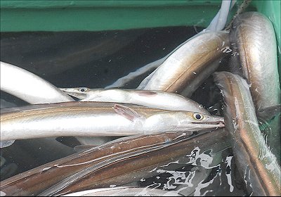 舞阪港魚曳き漁賑わいました