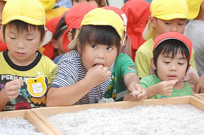 舞阪幼稚園しらす探検隊 海の宝物モグモグの部屋