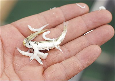舞阪小学校3年生とチリメンモンスターズ