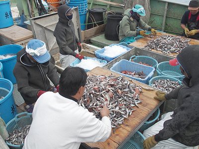 舞阪港底曳き漁共榮丸　船上の選別作業