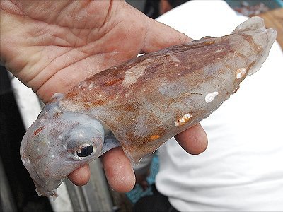 舞阪港底曳き漁の深海イカ　ハクテンコウイカ