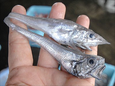 舞阪港の深海魚　ソコダラとトウジン・カゴマトウ