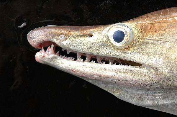 舞阪港の大蛇　恐ろしき猛魚ハモの歯の構造