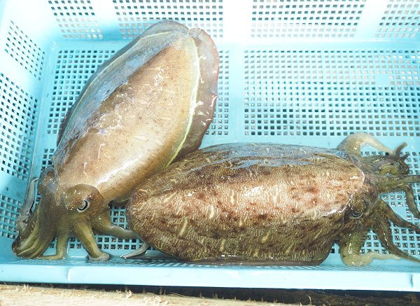 活かしコウイカの鷲津市場はコウイカ・モンコウイカの水族館