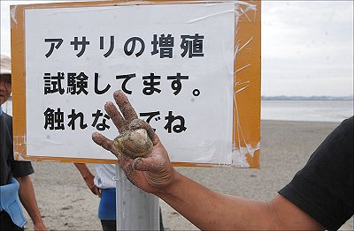 浜名湖のあさり復活　浦村浅尾大輔さんハマグリを見つける