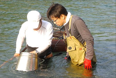 浜名湖のアサリ復活　稚貝移設の陸掻き（おかがき）