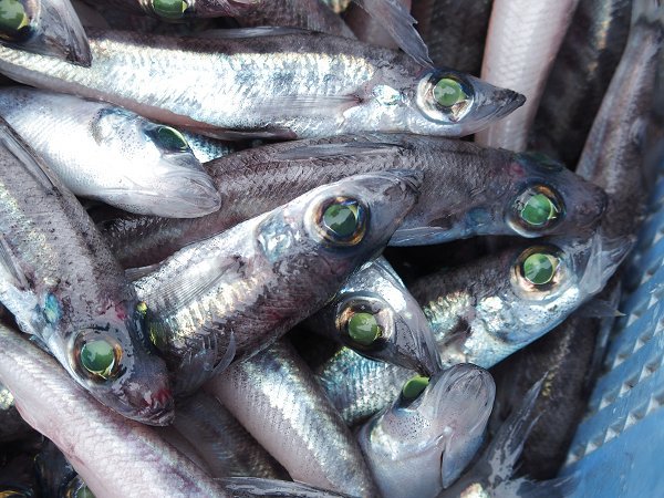 舞阪港底曳き漁はじまる　名物メヒカリ　丸小水産ばあばのオススメ