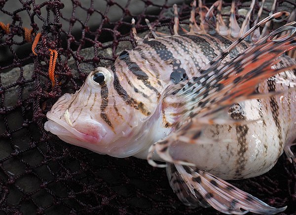 遠州灘の危険魚　美しいヒレに猛毒のミノカサゴ