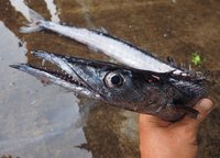舞阪漁港底曳き漁の深海魚　クロタチカマス