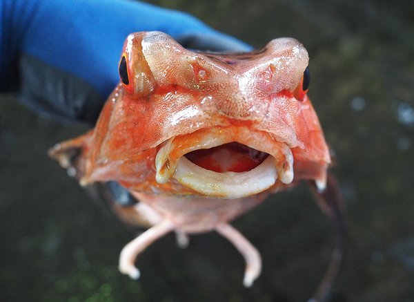 舞阪漁港の珍魚　カエル顔、は虫類の鱗を持つセミホウボウ