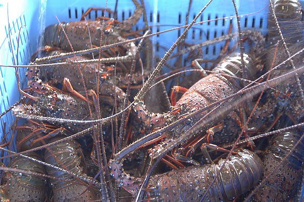 沿岸刺し網漁のイセエビは9月15日解禁 遠州灘・浜名湖のエビ