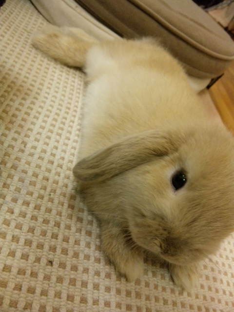 ありがとぉ