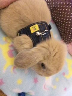 ハーネス