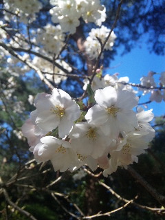 お花見