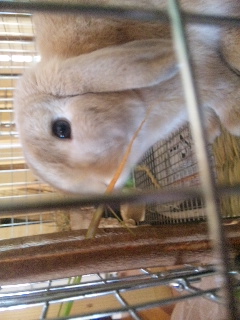 やっぱりニンジン(@_@)