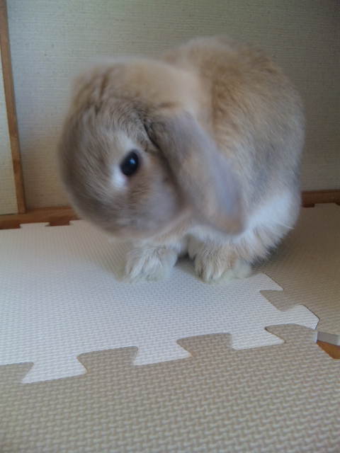 その2 朝つみ菜、、、内容薄くてすいやせん(^_^;)