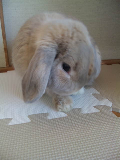その2 朝つみ菜、、、内容薄くてすいやせん(^_^;)