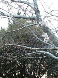 三幸町の桜、開花!