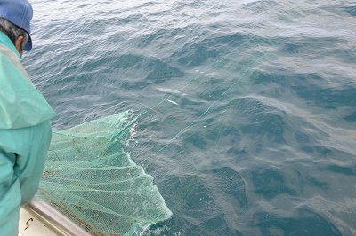 舞阪港サヨリ漁　網を揚げる　