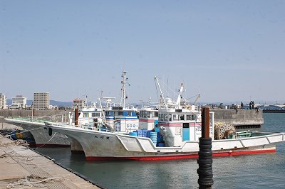 舞阪港　シロコ船（しらす漁船）始動