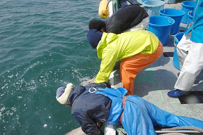 舞阪港しらす漁　魅せる漁師の力