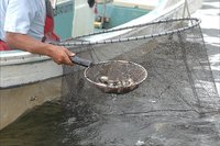はまなこ里海の会　袋網の魚たち