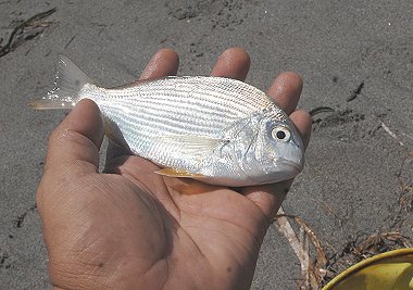 弁天島　ヘダイ　渚の魚たち