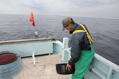 舞阪港トラフグ漁　二回目の投入