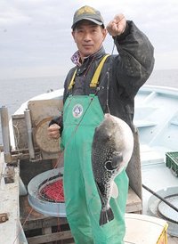 舞阪港トラフグ漁　トラフグを揚げて