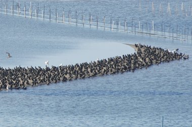 弁天島の瀬は鳥の形に