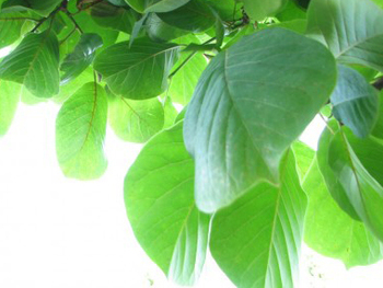 梅醤番茶は、常備薬 梅醤番茶は、常備薬