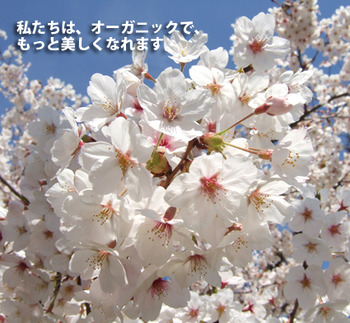 入荷のお知らせ 3/18~23、24(日)臨時休業
