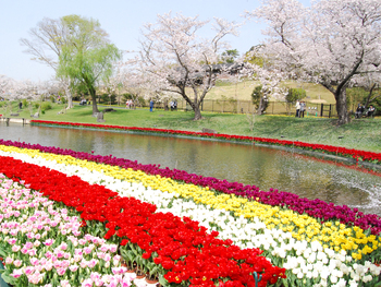 桜吹雪、春の花 桜吹雪、春の花