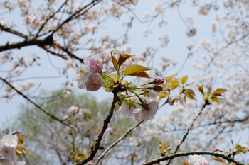 桜吹雪、春の花 桜吹雪、春の花
