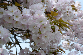 桜吹雪、春の花 桜吹雪、春の花