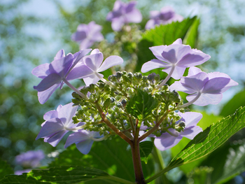100年前と、紫陽花 100年前と、紫陽花