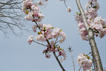 桜吹雪、春の花 桜吹雪、春の花