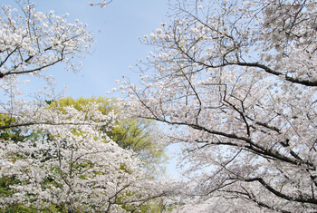 桜吹雪、春の花 桜吹雪、春の花
