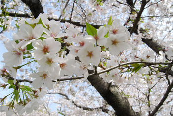 桜吹雪、春の花 桜吹雪、春の花