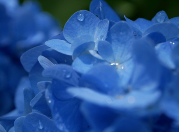 100年前と、紫陽花 100年前と、紫陽花