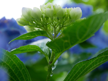100年前と、紫陽花 100年前と、紫陽花