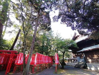 51.化学物質過敏症(CS) 身近な森林浴のすすめ 51.化学物質過敏症(CS) 身近な森林浴のすすめ