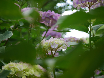 100年前と、紫陽花 100年前と、紫陽花